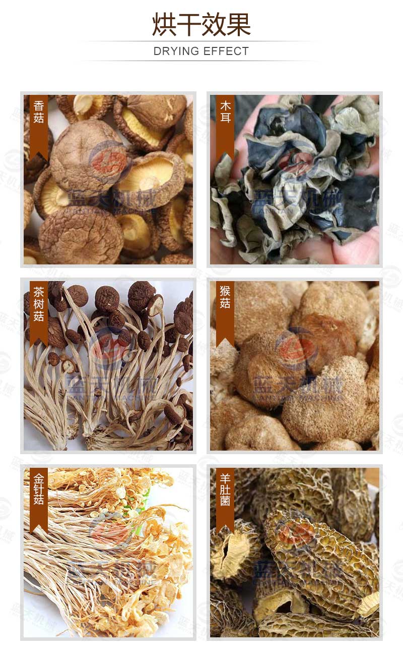 香菇烘干机烘干效果